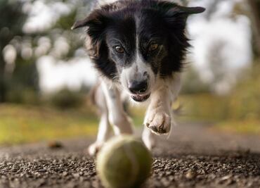 10 consejos para ejercitar a tu perro y a ti de paso