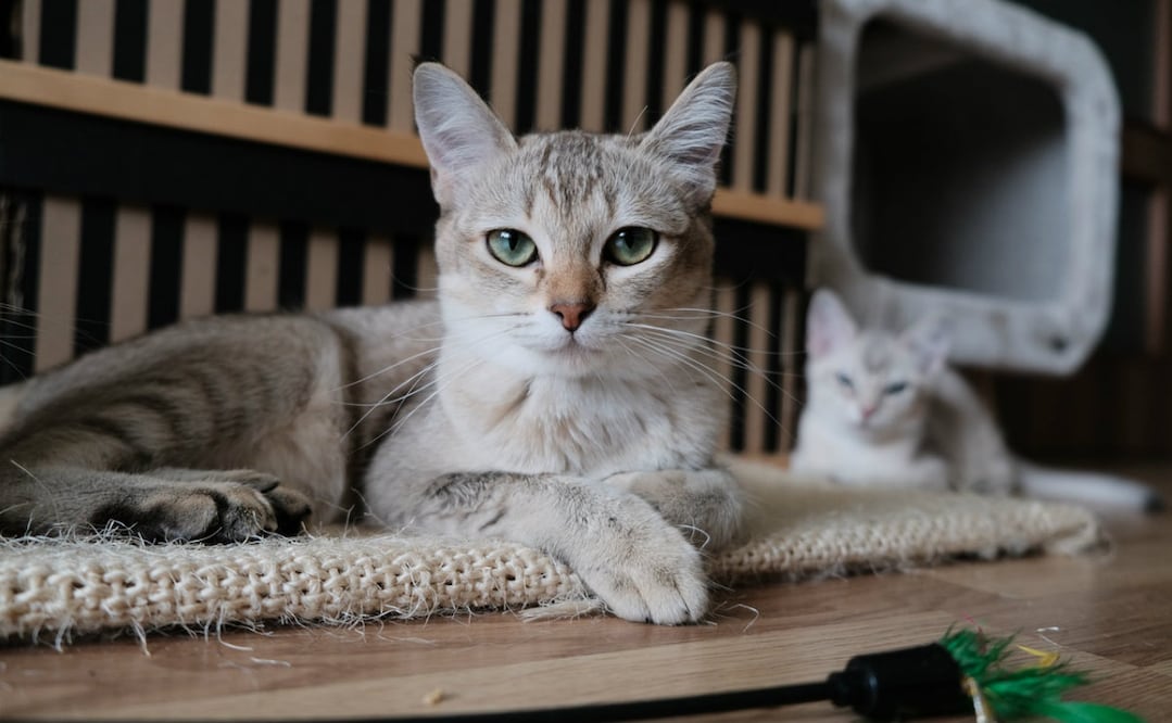 Foto: Tomas Ryant / Pexels