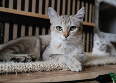 ¡Comprobado! Los gatos imitan el comportamiento humano