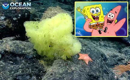 Así lucen Bob Esponja y Patricio en la vida real del Océano Atlántico