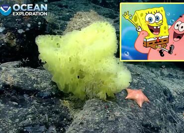 Así lucen Bob Esponja y Patricio en la vida real del Océano Atlántico