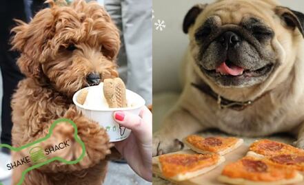 10 lugares donde tú y tu mascota pueden comer y divertirse juntos en la CDMX