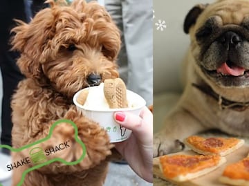 10 lugares donde tú y tu mascota pueden comer y divertirse juntos en la CDMX