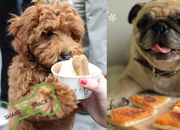 10 lugares donde tú y tu mascota pueden comer y divertirse juntos en la CDMX