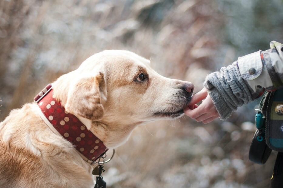 El coronavirus de Wuhan ¿afecta a los perros?