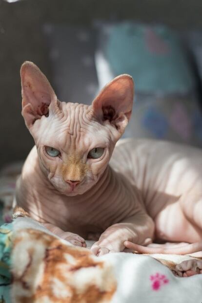 Las 5 razas de gatos sin pelo que existen 