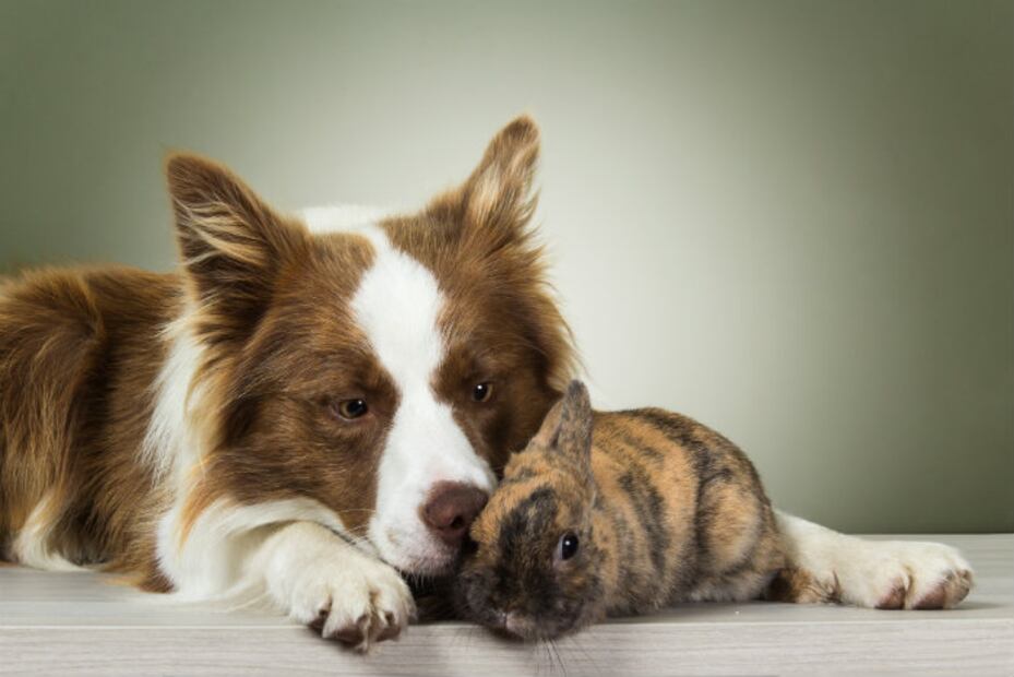 Cuida Mi Mascota, la app para dejar a tu amigo peludo en buenas manos 