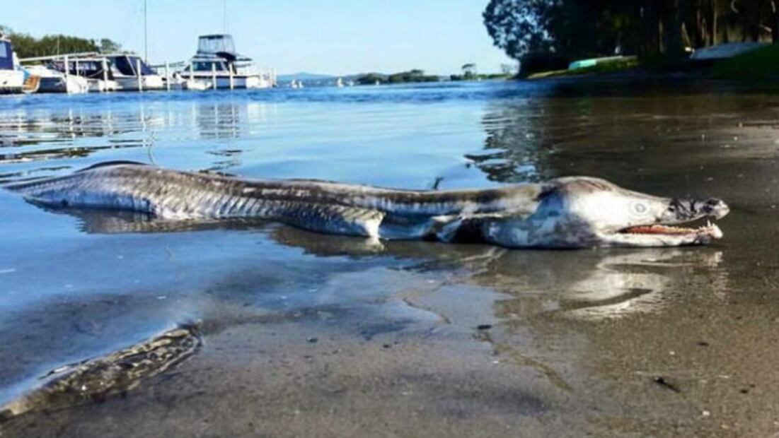 10 extrañas criaturas que han aparecido alrededor del mundo 