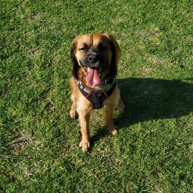 Las 10 mejores razas de perros