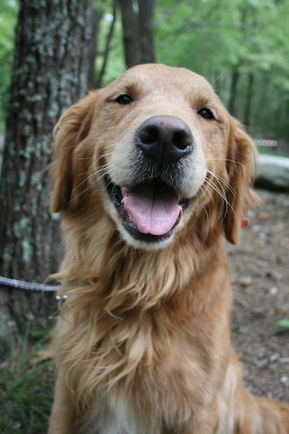 Las 10 mejores razas de perros