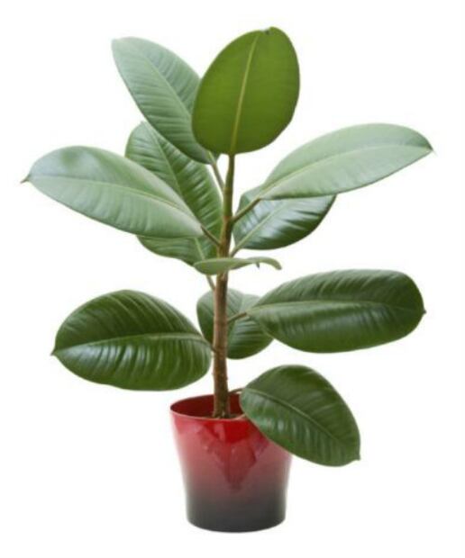 5 plantas que la NASA recomienda para purificar el aire en tu casa