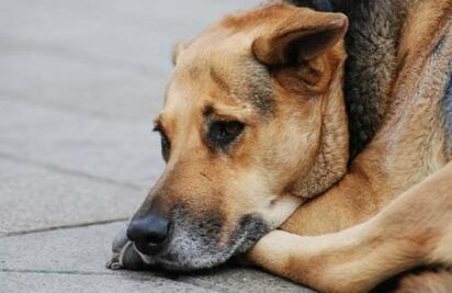 10 razones estúpidas por las que abandonan a sus perros