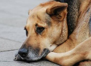 10 razones estúpidas por las que abandonan a sus perros
