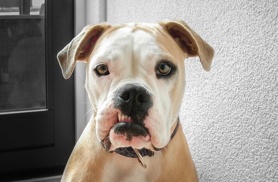 10 tips para mejorar la calidad de vida de tu perro si se queda solo todo el día
