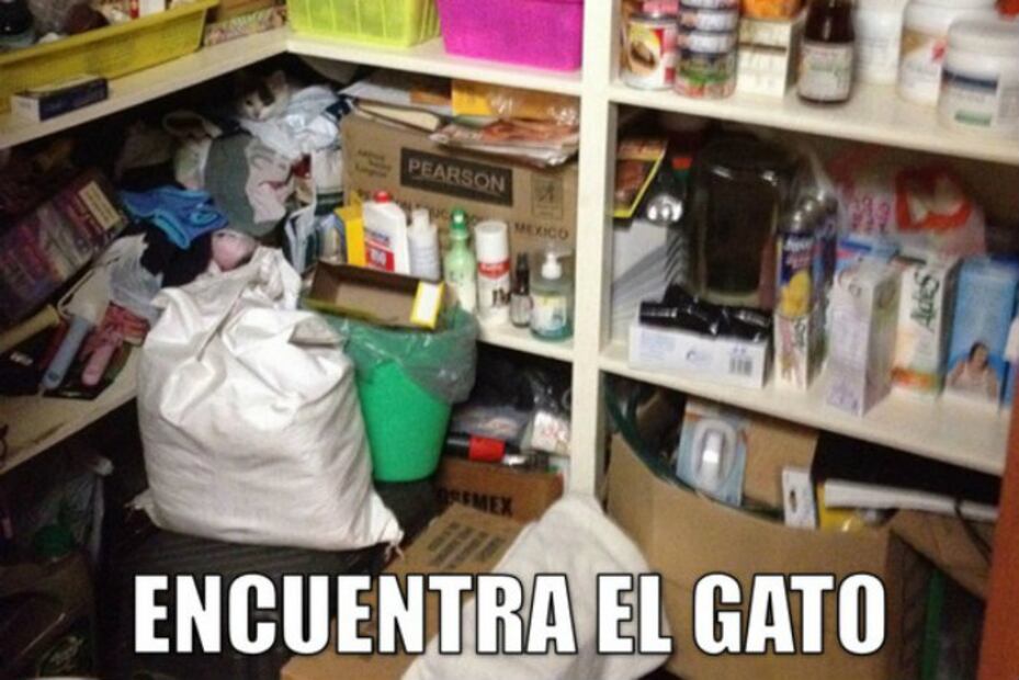 ¿Dónde está el gato? 10 imágenes de felinos escondidos que retan tu vista