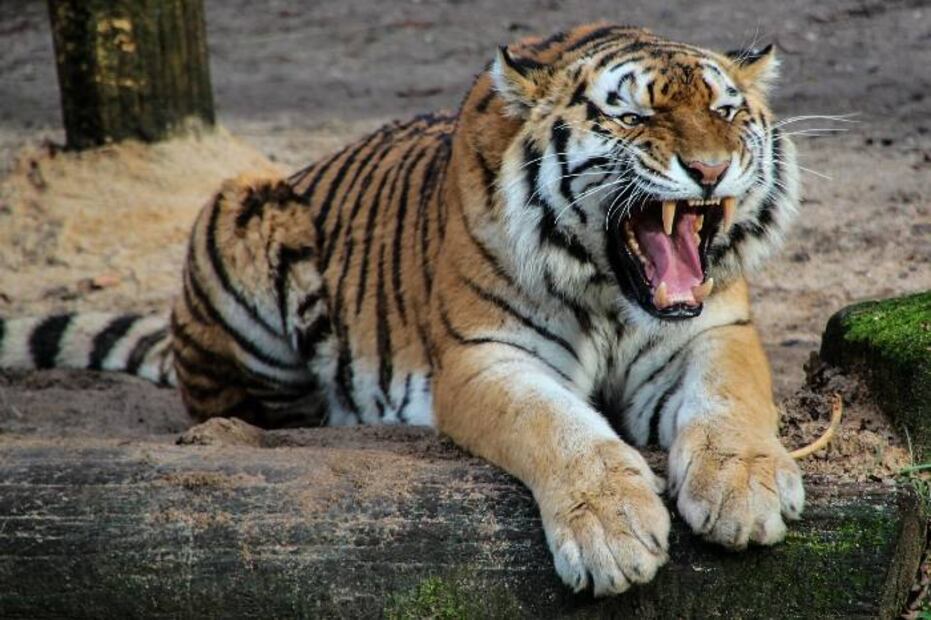 Mujer joven muere tras ser atacada por un tigre en un safari