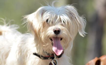 RUAC: Lanzan CURP para registrar mascotas en la CDMX