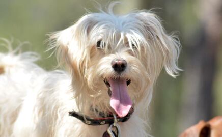 RUAC: Lanzan CURP para registrar mascotas en la CDMX