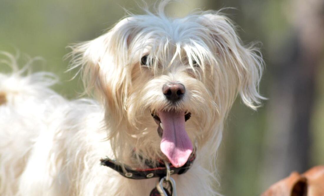 Foto: Perla Rabiela/De10.mx