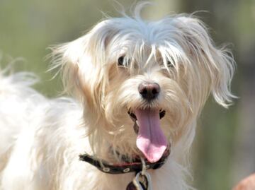 RUAC: Lanzan CURP para registrar mascotas en la CDMX