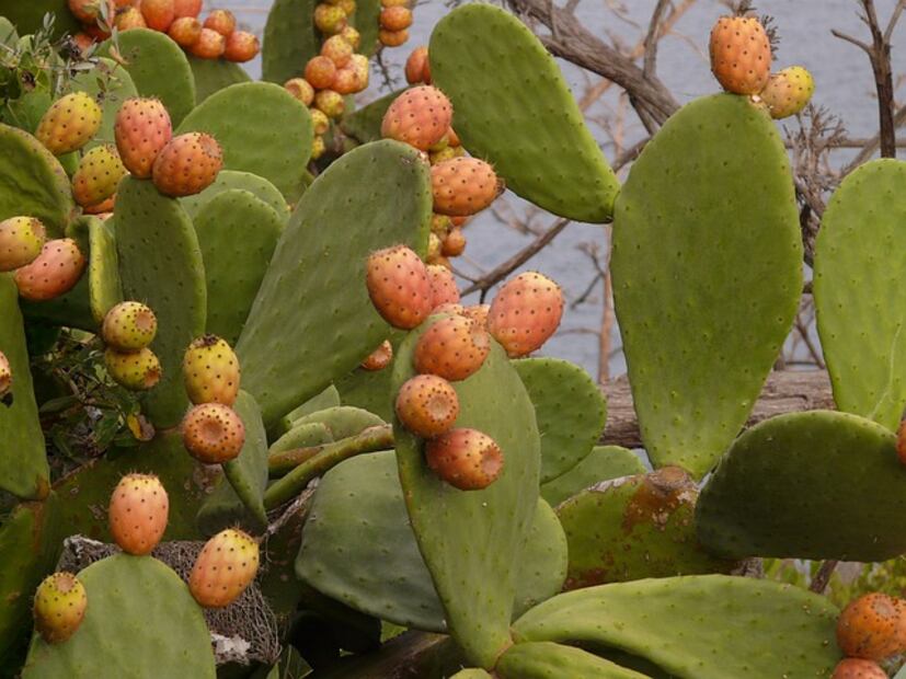 Descubre los beneficios y simbolismos del místico Nopal