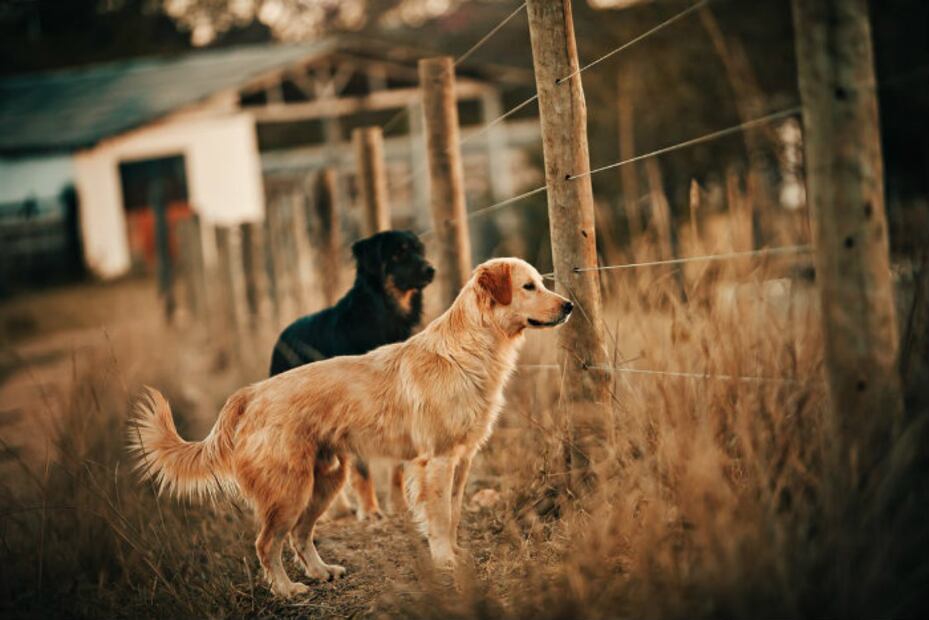 Los perros callejeros en México necesitan más héroes