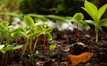 ¿Cómo hacer un huerto urbano en tu casa o departamento?