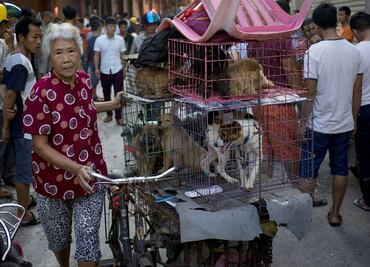 5 animales silvestres que se comen en China