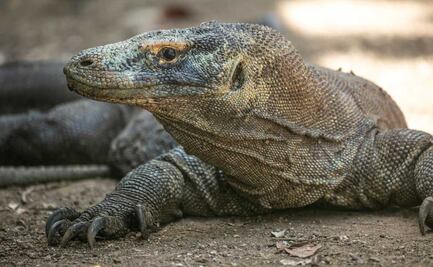 Video: Lagarto invade casa y aterroriza a abuelita en un sofá