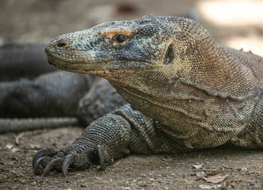 Video: Lagarto invade casa y aterroriza a abuelita en un sofá