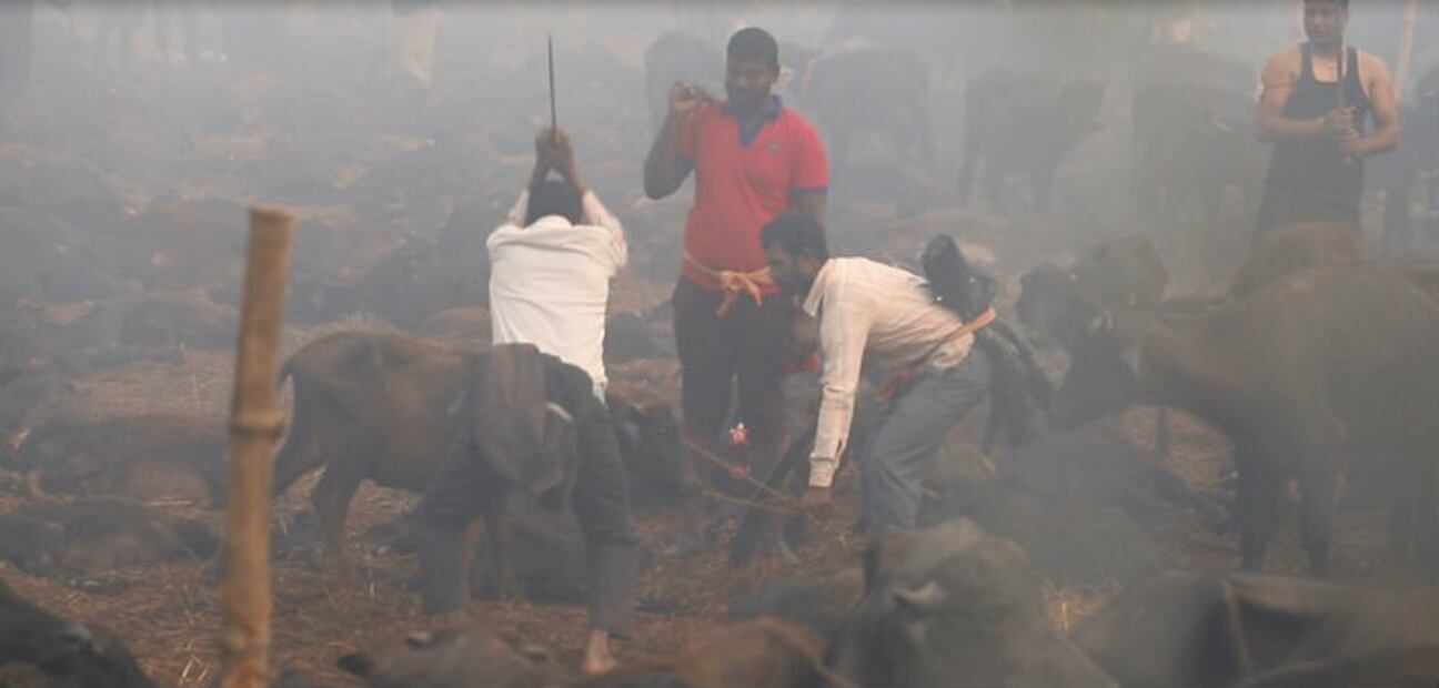El cruel Festival de Gadhimai, el mayor sacrificio de animales en el mundo