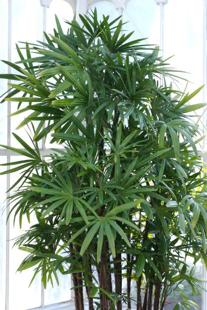 5 plantas que la NASA recomienda para purificar el aire en tu casa