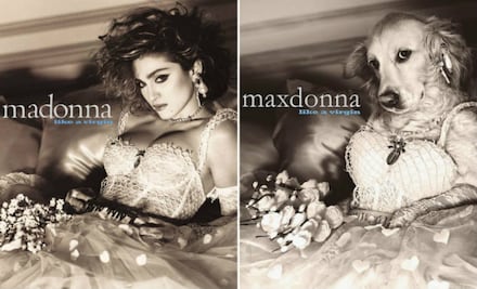 Max, el perro labrador que mejor imita a Madonna