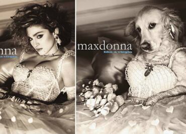 Max, el perro labrador que mejor imita a Madonna