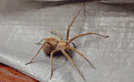 ¿Aracnofobia? Las 10 arañas más peligrosas del mundo