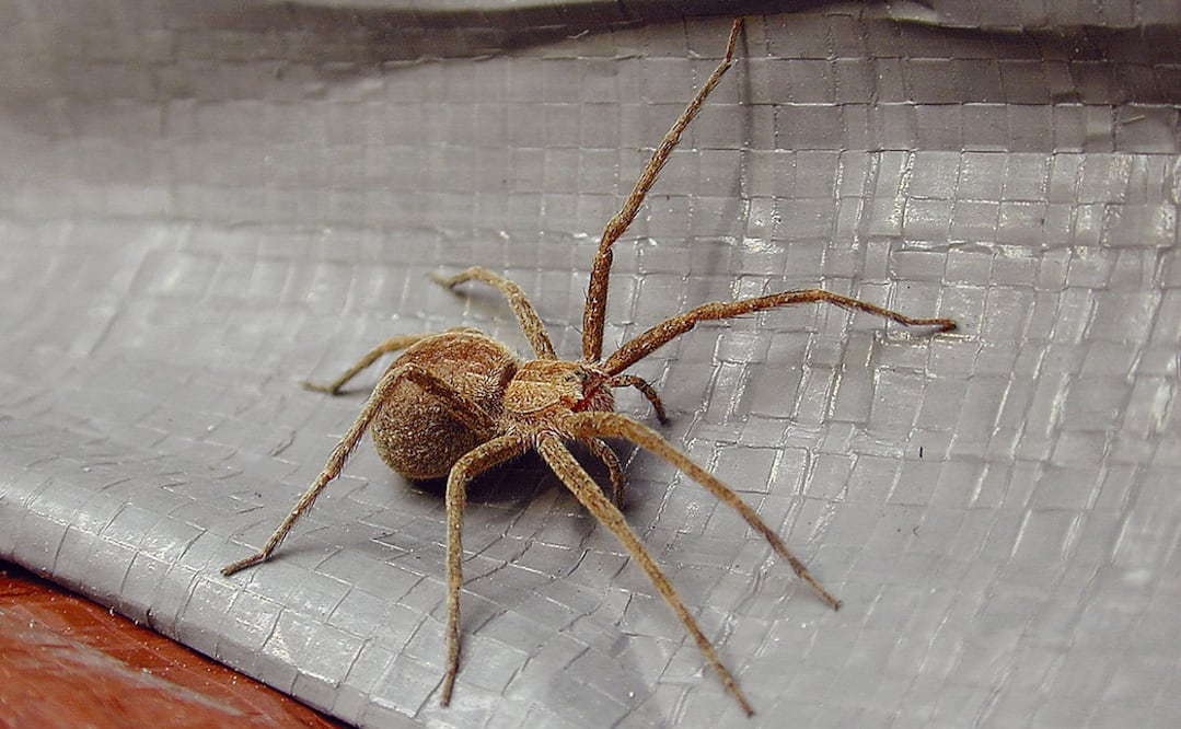 Foto Archivo El Universal