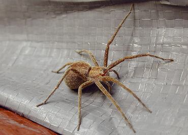 ¿Aracnofobia? Las 10 arañas más peligrosas del mundo