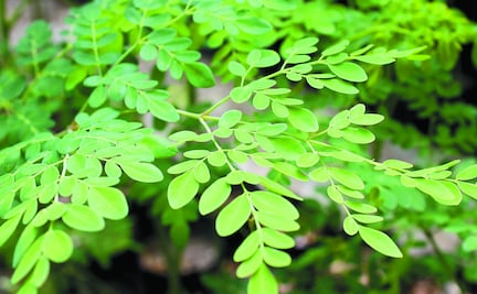 ¿Qué es la moringa? 10 beneficios de las hojas de la moringa en tu salud