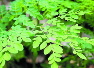 ¿Qué es la moringa? 10 beneficios de las hojas de la moringa en tu salud