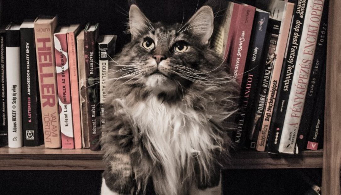 Las 10 razas de gato más populares