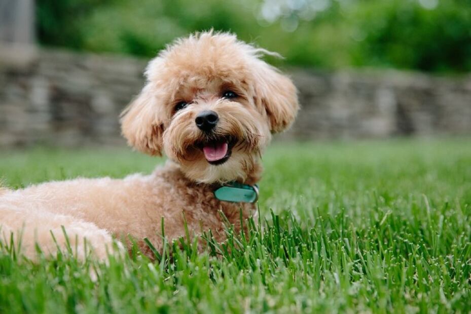 Las 10 razas de perro más fáciles de entrenar 