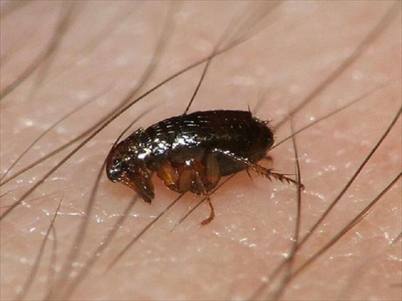 Tips para prevenir las plagas en tu casa durante el verano