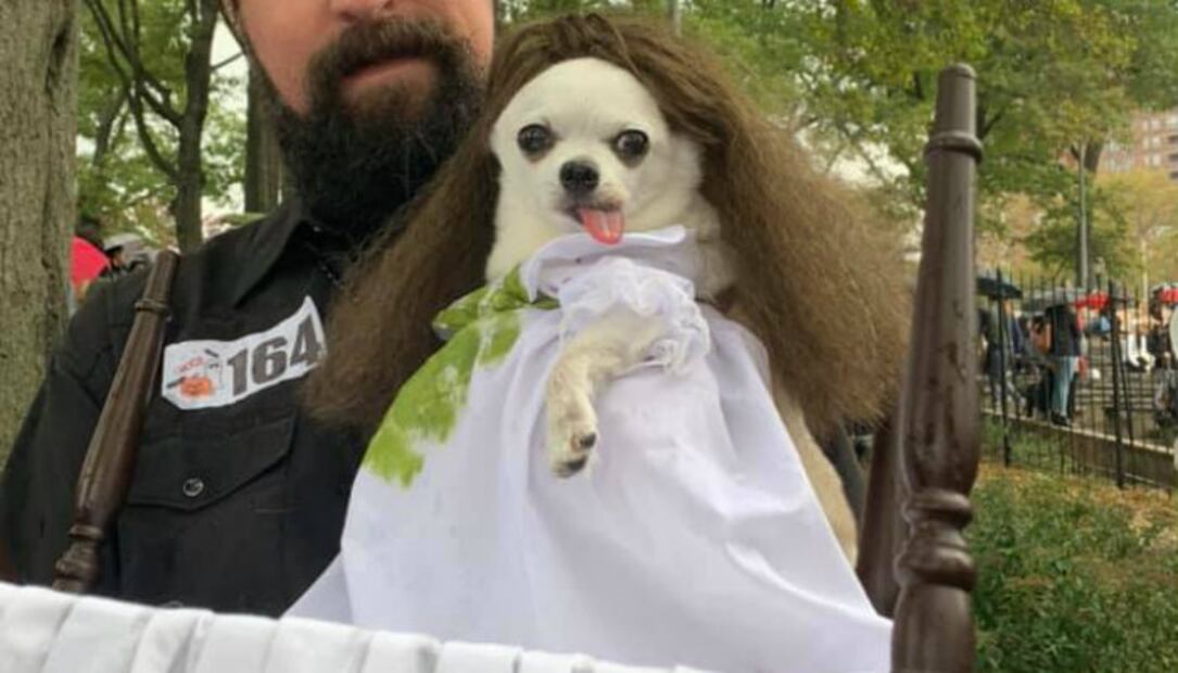 Los 10 mejores disfraces de Halloween para perros