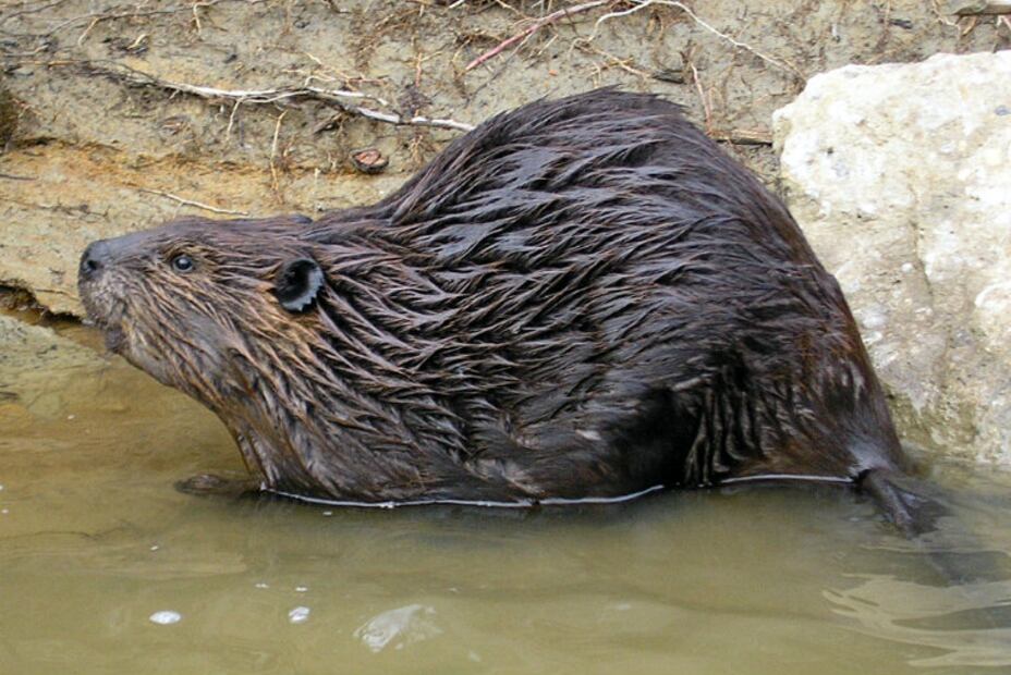 10 especies animales que se salvaron de la extinción