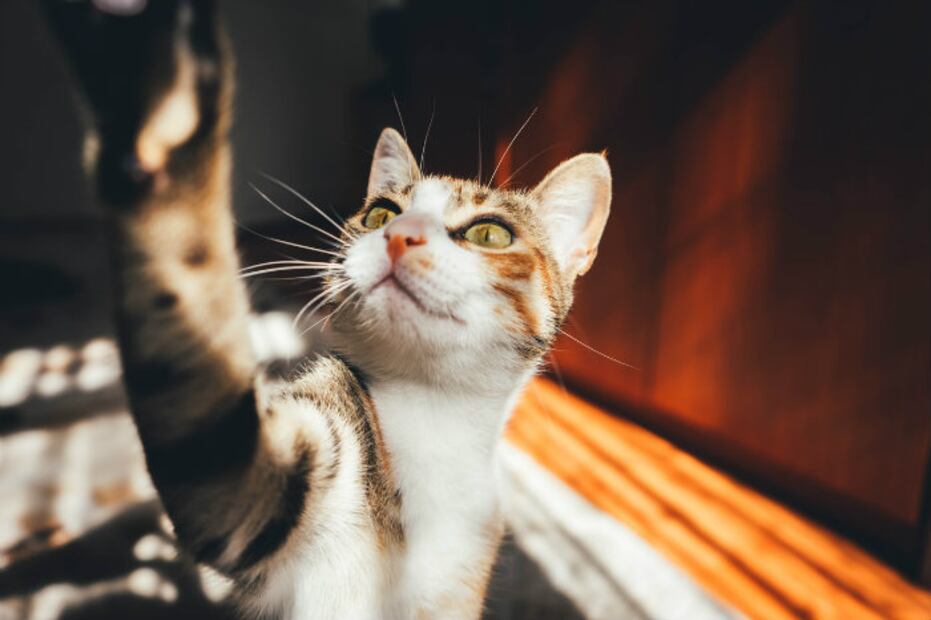 ¡Comprobado! Los gatos imitan el comportamiento humano