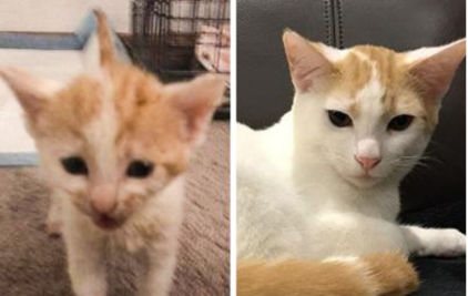 10 gatitos adoptados con una segunda oportunidad en la vida