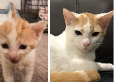 10 gatitos adoptados con una segunda oportunidad en la vida
