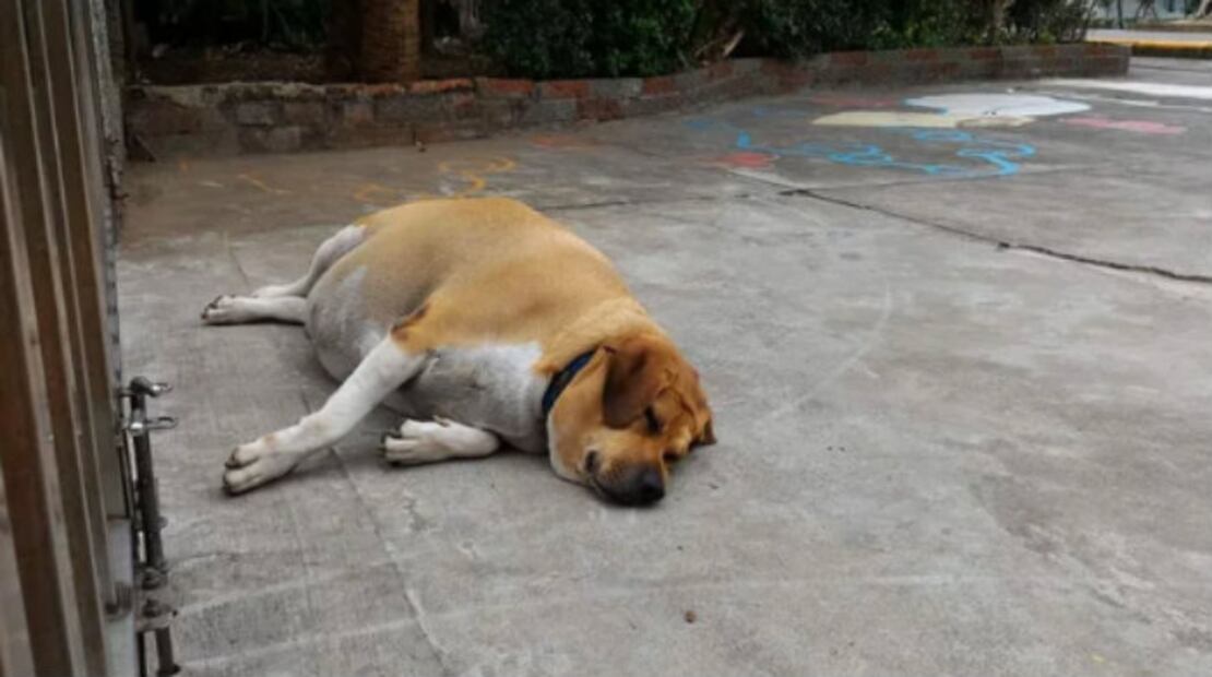 Un perro guardián al que todos querían alimentar y ahora pesa ¡50 kilos!