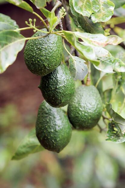 ¿Por qué los chefs le han declarado la guerra al aguacate?