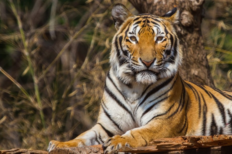10 especies animales a punto de desaparecer
